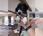 Small #1 Border Collie