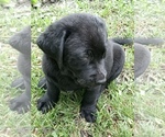Puppy Midnight Labrador Retriever