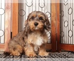 Puppy Bill Cavapoo (Miniature)