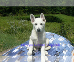 Small #2 German Shepherd Dog