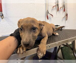 Mutt Dogs for adoption in Corona, CA, USA