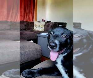 Labrador Retriever-Unknown Mix Dogs for adoption in Mechanicsburg, PA, USA