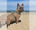 Small Photo #1 French Bulldog Puppy For Sale in BELMONT, NC, USA