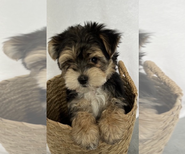 Medium Photo #1 Morkie Puppy For Sale in CORNERSVILLE, TN, USA