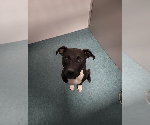Medium Photo #4 Mutt Puppy For Sale in Fort Collins, CO, USA