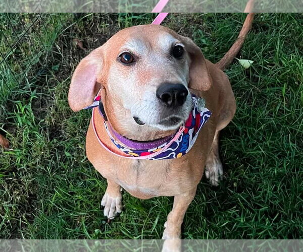 Medium Photo #3 Mountain Cur-Unknown Mix Puppy For Sale in Cookeville, TN, USA