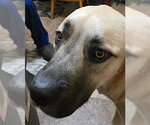 Small Photo #4 Anatolian Pyrenees Puppy For Sale in Mount Airy, NC, USA