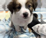 Small #15 Australian Shepherd Mix