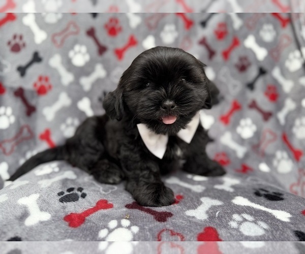 Medium Photo #7 Zuchon Puppy For Sale in LAKELAND, FL, USA
