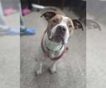 Small American Pit Bull Terrier Mix