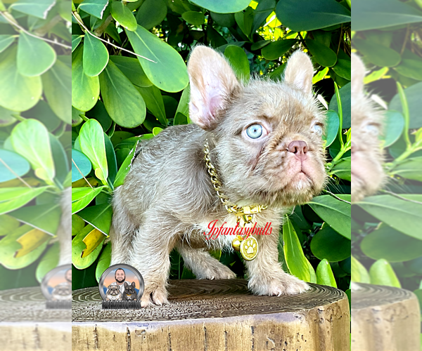 Medium Photo #6 French Bulldog Puppy For Sale in LEHIGH ACRES, FL, USA