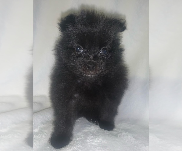 Medium Photo #2 Pomeranian Puppy For Sale in PORTLAND, ME, USA