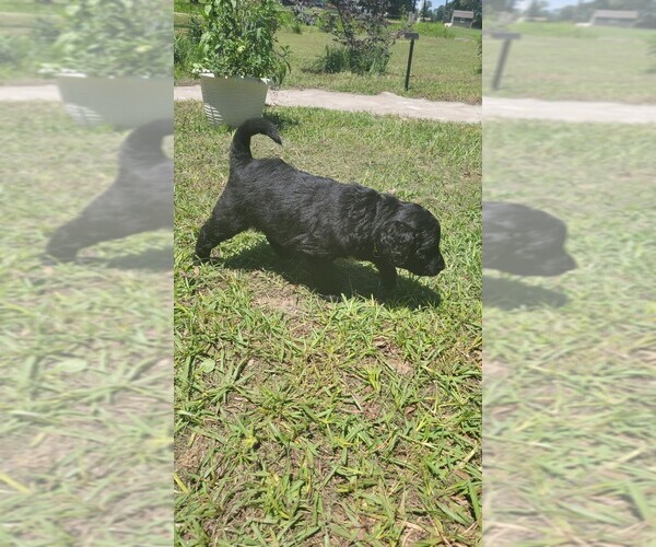 Medium Photo #5 Aussiedoodle Puppy For Sale in CONWAY, SC, USA