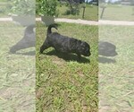 Small #4 Aussiedoodle