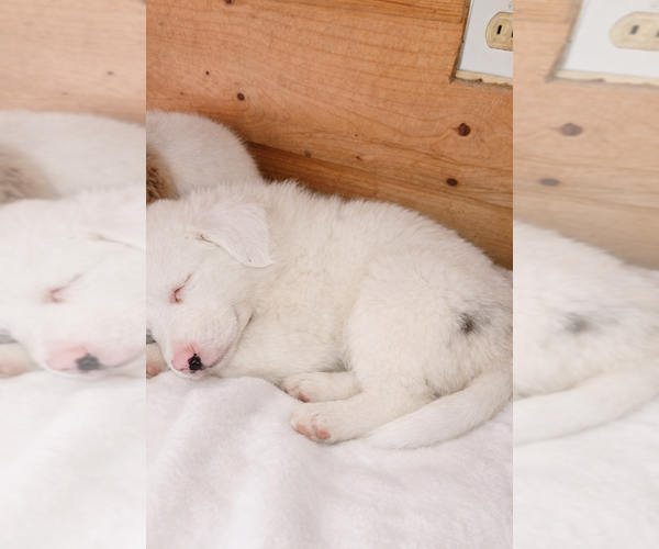 Medium Photo #4 Australian Shepherd Puppy For Sale in MABEL, MN, USA