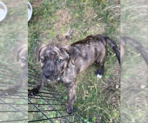 Medium Photo #2 Plott Hound-Unknown Mix Puppy For Sale in Wyoming, MI, USA