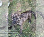 Small #1 Plott Hound Mix