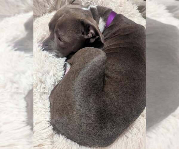 Medium Photo #5 Mutt Puppy For Sale in Mechanicsburg, PA, USA