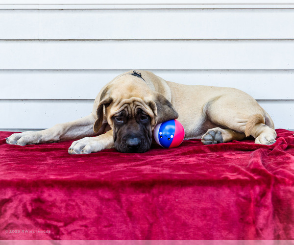 Medium Photo #97 Mastiff Puppy For Sale in WAKARUSA, IN, USA
