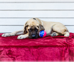 Small #6 Mastiff