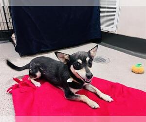 Chihuahua Dogs for adoption in Redwood City, CA, USA