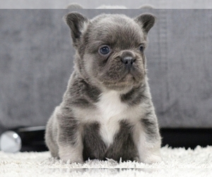 French Bulldog Puppy for sale in NEW YORK, NY, USA