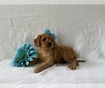 Puppy Mocha Cavapoo