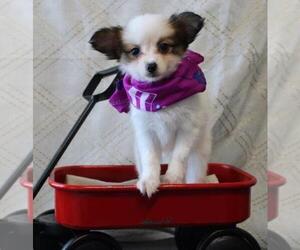 Papillon Puppy for sale in ORO VALLEY, AZ, USA