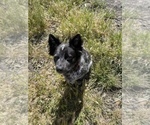 Small Photo #4 Australian Stumpy Tail Cattle Dog Puppy For Sale in PINOLE, CA, USA
