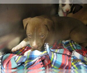 American Pit Bull Terrier-Siberian Husky Mix Dogs for adoption in Oklahoma City, OK, USA