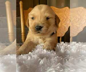 Golden Retriever Puppy for sale in SAN JOSE, CA, USA
