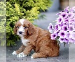 Small #3 Goldendoodle (Miniature)
