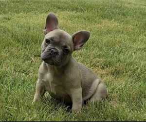French Bulldog Puppy for sale in HUNTSVILLE, AL, USA