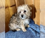 Small Photo #8 Morkie Puppy For Sale in SILVER LAKE, IN, USA