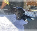 Small #4 American Pit Bull Terrier Mix