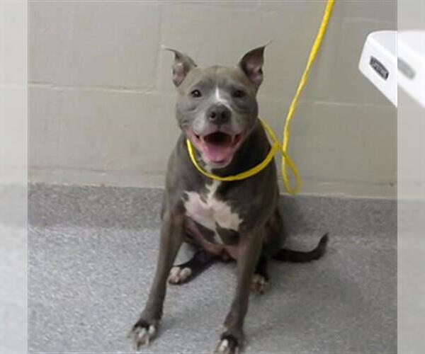 Medium Photo #1 American Pit Bull Terrier-Unknown Mix Puppy For Sale in Pasadena, TX, USA