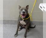 Small American Pit Bull Terrier Mix