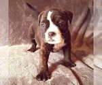 Small Photo #12 Olde English Bulldogge Puppy For Sale in KANSAS CITY, MO, USA