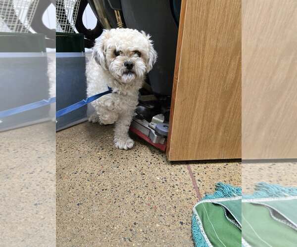 Medium Photo #3 Zuchon Puppy For Sale in Princeton, MN, USA