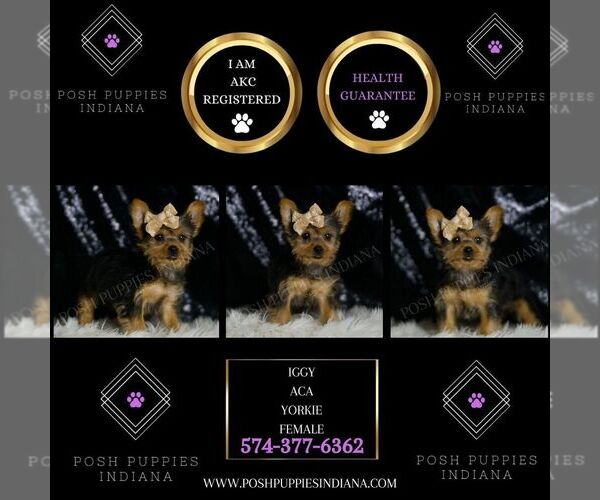 Medium Photo #2 Yorkshire Terrier Puppy For Sale in WARSAW, IN, USA