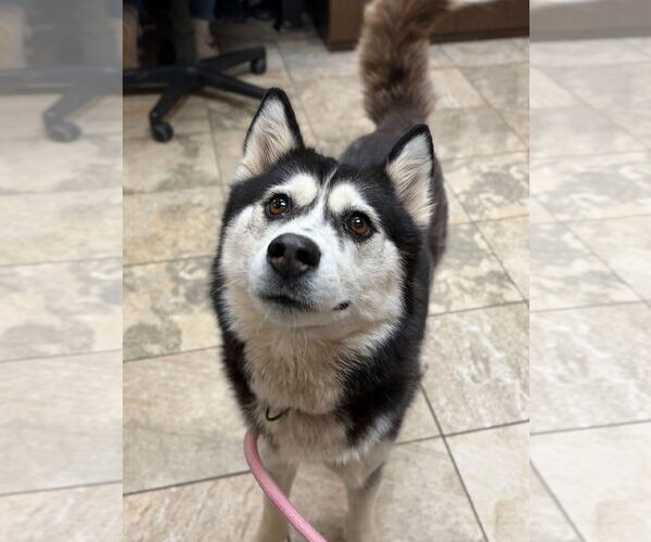 Medium Photo #2 Siberian Husky-Unknown Mix Puppy For Sale in Jefferson, WI, USA