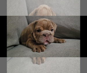 Bulldog Puppy for sale in BAKERSFIELD, CA, USA
