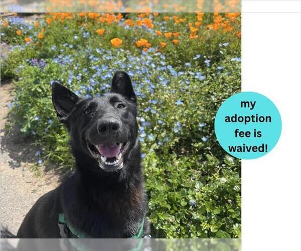 Medium Photo #7 Mutt Puppy For Sale in Santa Cruz, CA, USA