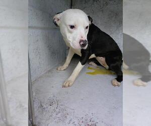 American Staffordshire Terrier Dogs for adoption in Fort Lauderdale, FL, USA