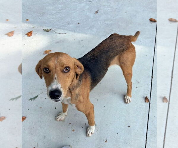 Medium Photo #6 Mutt Puppy For Sale in Oakhurst, NJ, USA