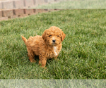 Small #2 Cock-A-Poo-Goldendoodle Mix