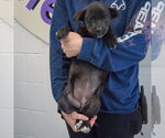Small #4 Golden Retriever Mix