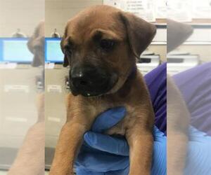 Labrador Retriever Dogs for adoption in Conroe, TX, USA