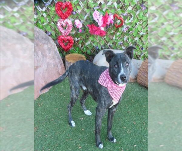 Medium Photo #1 Mutt Puppy For Sale in Oklahoma City, OK, USA