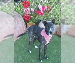 Mutt Dogs for adoption in Oklahoma City, OK, USA